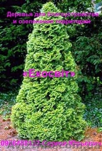 Деревья для благоустройства и озеленения территорий #837683