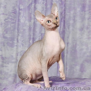 Домашний покровитель - Канадский Сфинкс   #838548