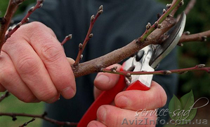 Обрезка деревьев и кустарников,  плодовых деревьев #845401