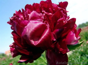 Продадим пионы Травянистые,  Древовидные и ИТО гибриды #841574