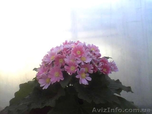 Цветы оптом л 8марта и не только #849786