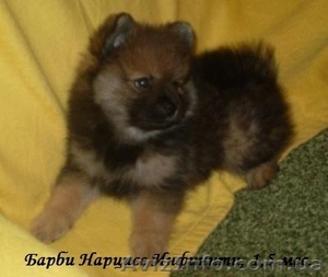 элитный щенок немецкого шпица #824111