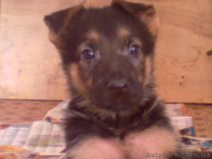 Продам отличных щенков немецкой овчарки. #848120