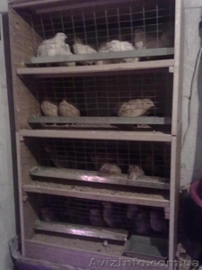 яйцо перепелиное #847487