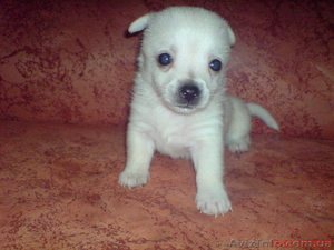 Продаются щенки Чихуахуа #835013