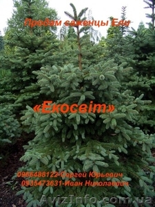 Продам саженцы Ели #837688