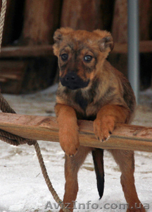 Эйдис 3 мес. подарю. #843597