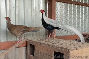 Фазан серебряный #834986