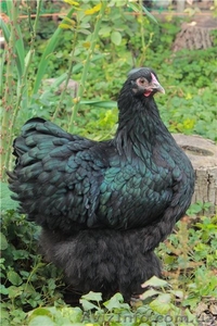 Кохинхин черный        #834979