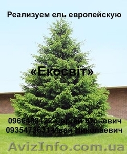 Реализуем ель европейскую #837690