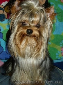 Йоркширский терьер кобель Срочно! #834461