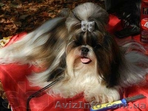 высокопородные щенки ши-тцу #837751
