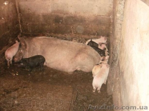 продам вьенамских поросят  #849598