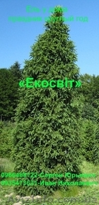 Ель у дома – праздник круглый год #837691