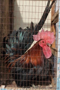 декоративные куры шабо #834985