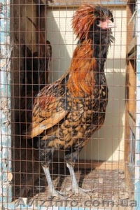 Падуан                     #834982