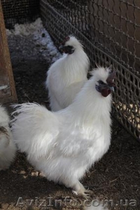 Шелковистые Белые            #834984