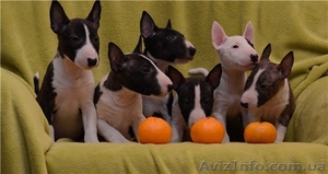 Миниатюрный  бультерьер #835387