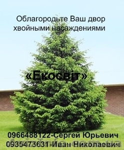 Облагородьте Ваш двор хвойными насаждениями #837693