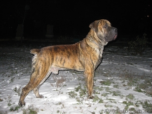 бурбуль. ищем Хорошую невесту.Чемпион Молдавии, Азербайжана, Кипра,  Украины #846164