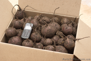 Продам морковь 200 тн в Николаевкой обл. #837911