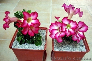 Продам мини адениумы #836925
