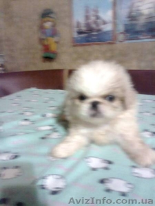 Подарите любимой на 8 Марта щенка пекинеса,  доставьте ей радость! #815491