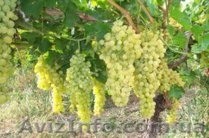 стимуляторы роста #842142