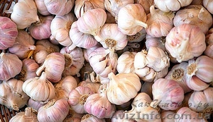 чеснок продам оптом  #843651