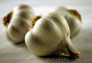 чеснок семена воздушка однозубка оптом  #843652