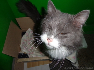 Шикарный длинношёрстный кот (приблудился) #843466