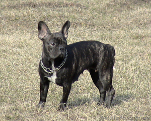 Продаются щенки французского бульдога #840293