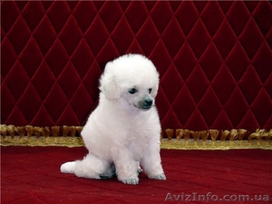 Изумительные белые той-пуделя #848915