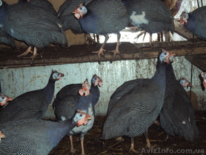Продам  фазанов,  цесарок,  пуховых кур #766618