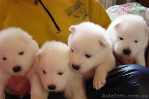 Продам щенков самоедской лайки #845412