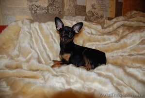 Кобель той-терьер для вязки #842550