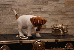 Предлагается щенок Джек Рассел Терьера КСУ- FCI #837567