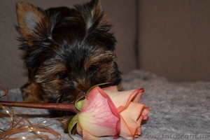 Продам щенка йоркширского терьера! #847507