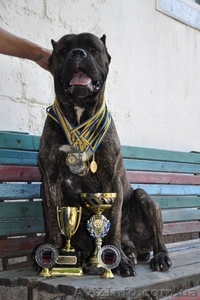 Щенки Кане Корсо... #835806