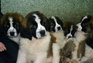 Щенки московской сторожевой! #849663