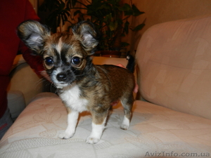 Красивые щенки чихуахуа #836364