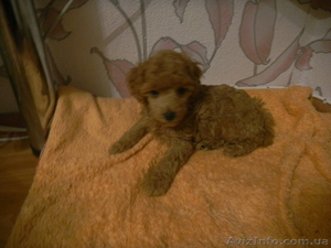 Щенки,  которые обязательно принесут радость #838014