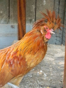 Падуаны,  декоративные куры #843499