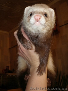 Предлогаются к резервированию хорята #848450