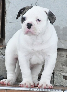 Настоящий американец #835401