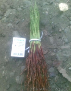 Подвой (сеянцы) алычи #847808