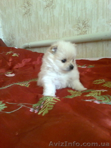 помераский шпиц #848415