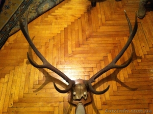 продам охотничьи трофеи #847129