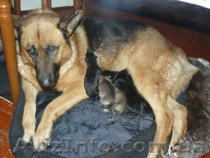 щенки ждут своих хозяев #848578