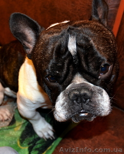 Разведение французских бульдогов #847843